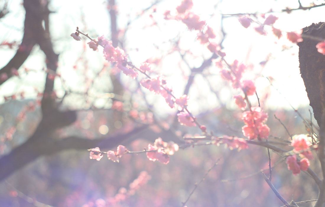 梅の花